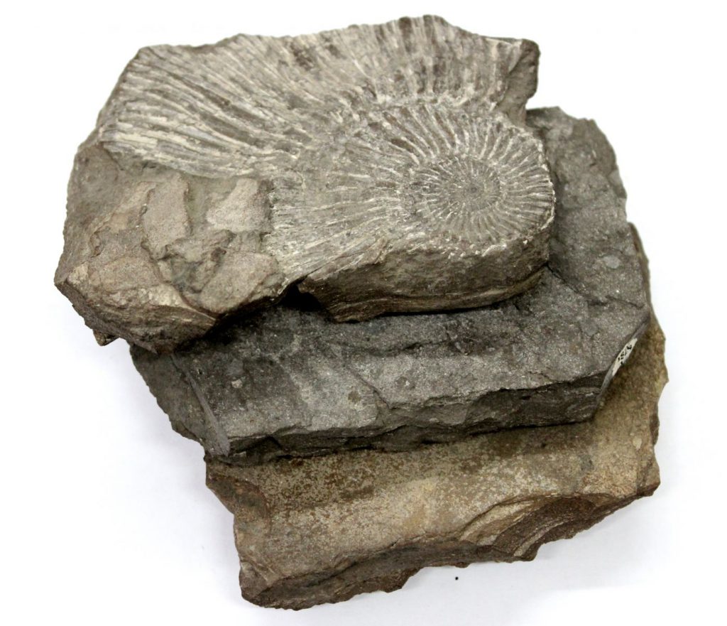 Collection of Rocks - Nature Research Centre
